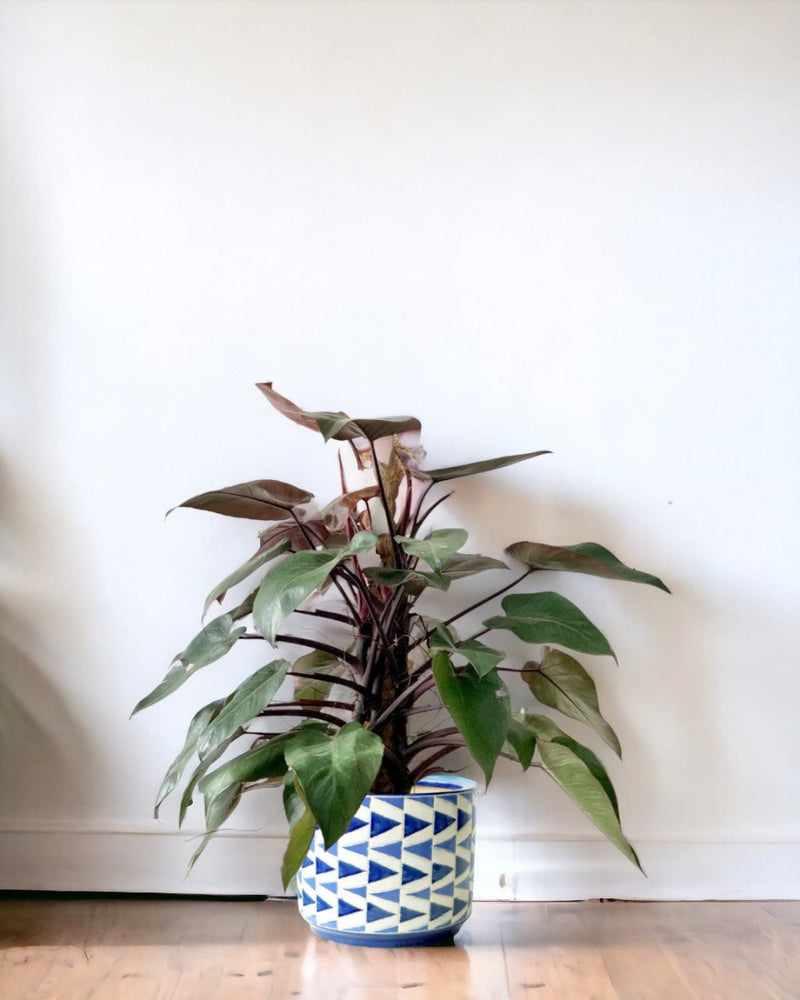 Philodendron Pink Princess (with coco stick) - arrow pot - Potted plant - Tumbleweed Plants - Online Plant Delivery Singapore