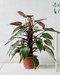 Philodendron Pink Princess (with coco stick) - Potted plant -  Tumbleweed Plants