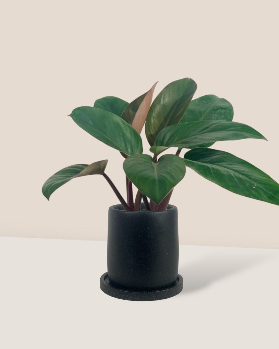 Philodendron Red Congo - small brindle pot - black - Potted plant - Tumbleweed Plants - Online Plant Delivery Singapore