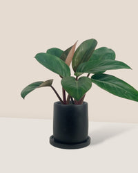 Philodendron Red Congo - small brindle pot - black - Potted plant - Tumbleweed Plants - Online Plant Delivery Singapore