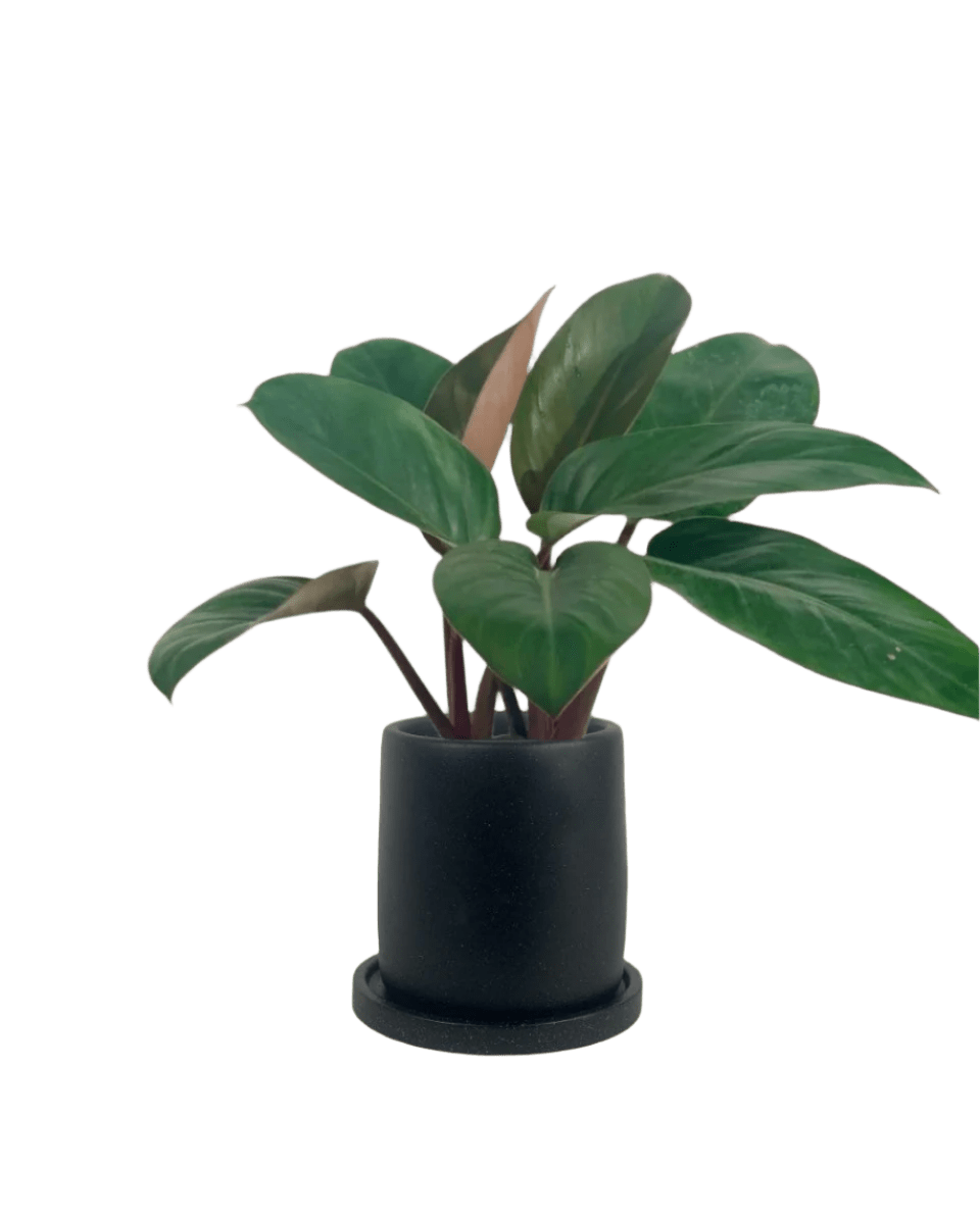 Philodendron Red Congo - Potted plant - JUST - PHIL - PLS - 5122 - Tumbleweed Plants - Online Plant Delivery Singapore