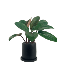 Philodendron Red Congo - Potted plant - JUST - PHIL - PLS - 5122 - Tumbleweed Plants - Online Plant Delivery Singapore