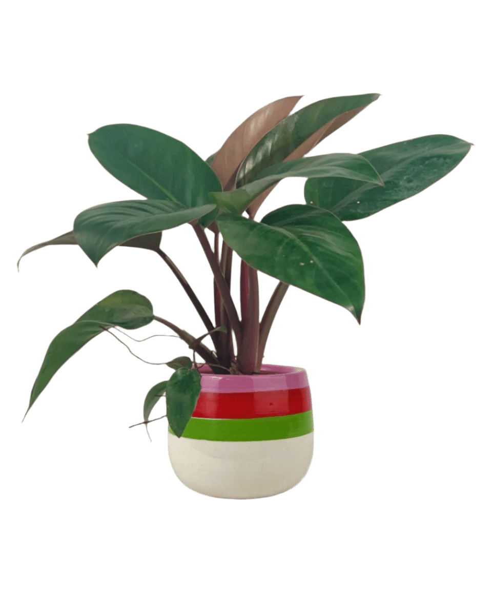 Philodendron Red Congo - Potted plant - JUST - PHIL - TRR - 5123 - Tumbleweed Plants - Online Plant Delivery Singapore