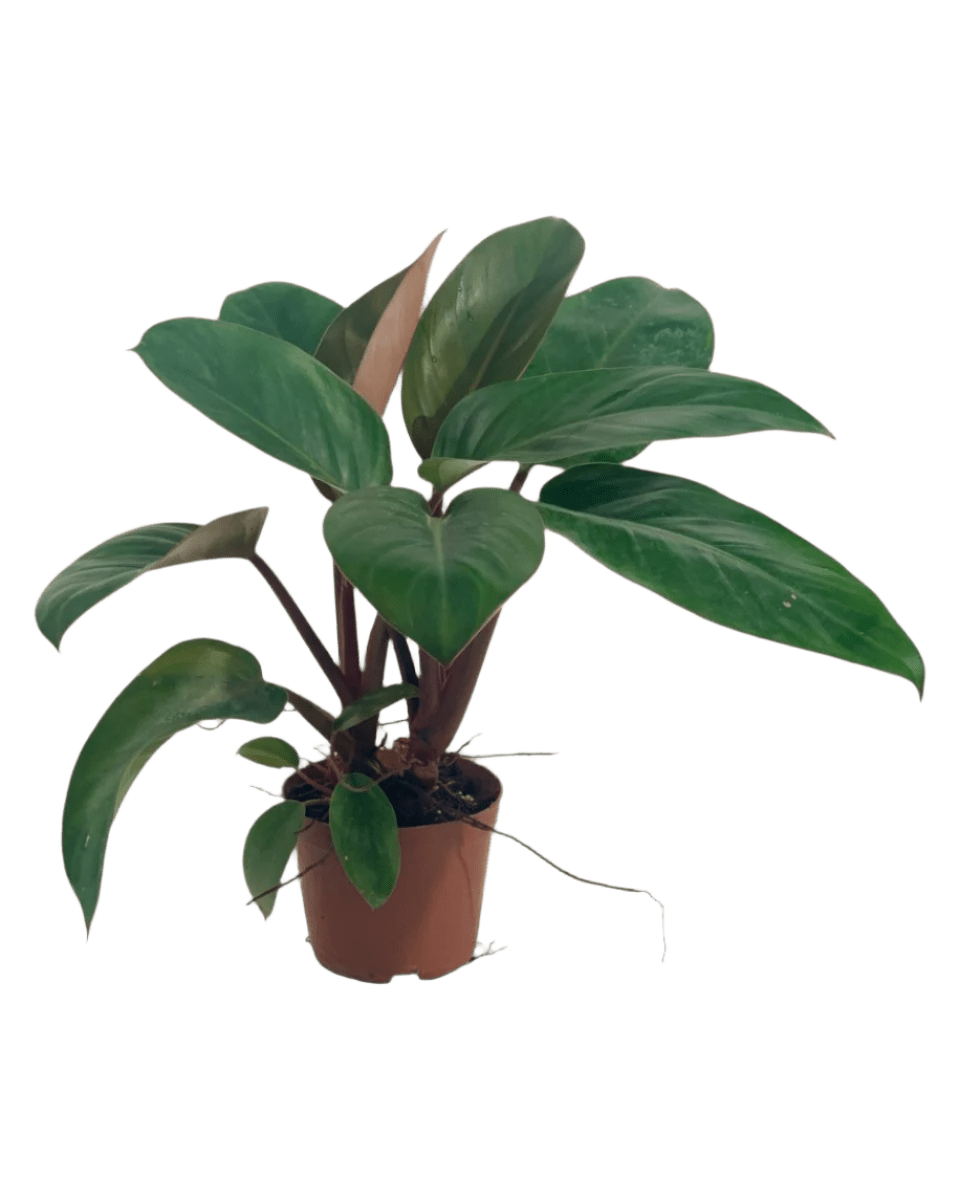 philodendron congo poisonous Philodendron Red Congo