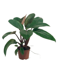 Philodendron Red Congo - Potted plant - JUST - PHIL - GRW - 5124 - Tumbleweed Plants - Online Plant Delivery Singapore