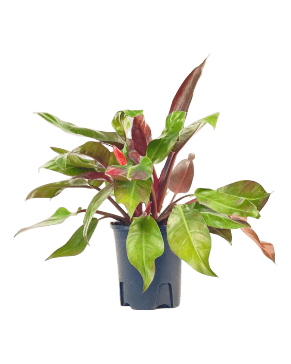 philodendron don t sun Philodendron Red Sun