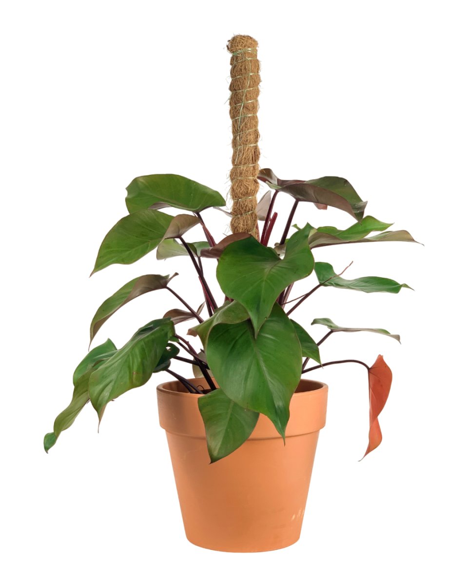 Philodendron Rojo Congo Plant - grow pot - Potted plant - Tumbleweed Plants - Online Plant Delivery Singapore