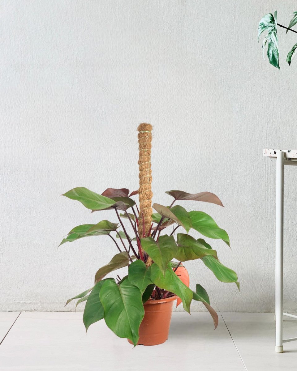 Philodendron Rojo Congo Plant - grow pot - Potted plant - Tumbleweed Plants - Online Plant Delivery Singapore