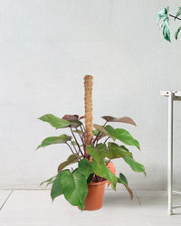 Philodendron Rojo Congo Plant - grow pot - Potted plant - Tumbleweed Plants - Online Plant Delivery Singapore
