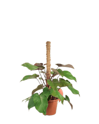 Philodendron Rojo Congo Plant - Potted plant - POTT - PHIL - GRW - 5752 - Tumbleweed Plants - Online Plant Delivery Singapore