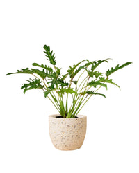 Philodendron Xanadu paired with Egg Pot - white
