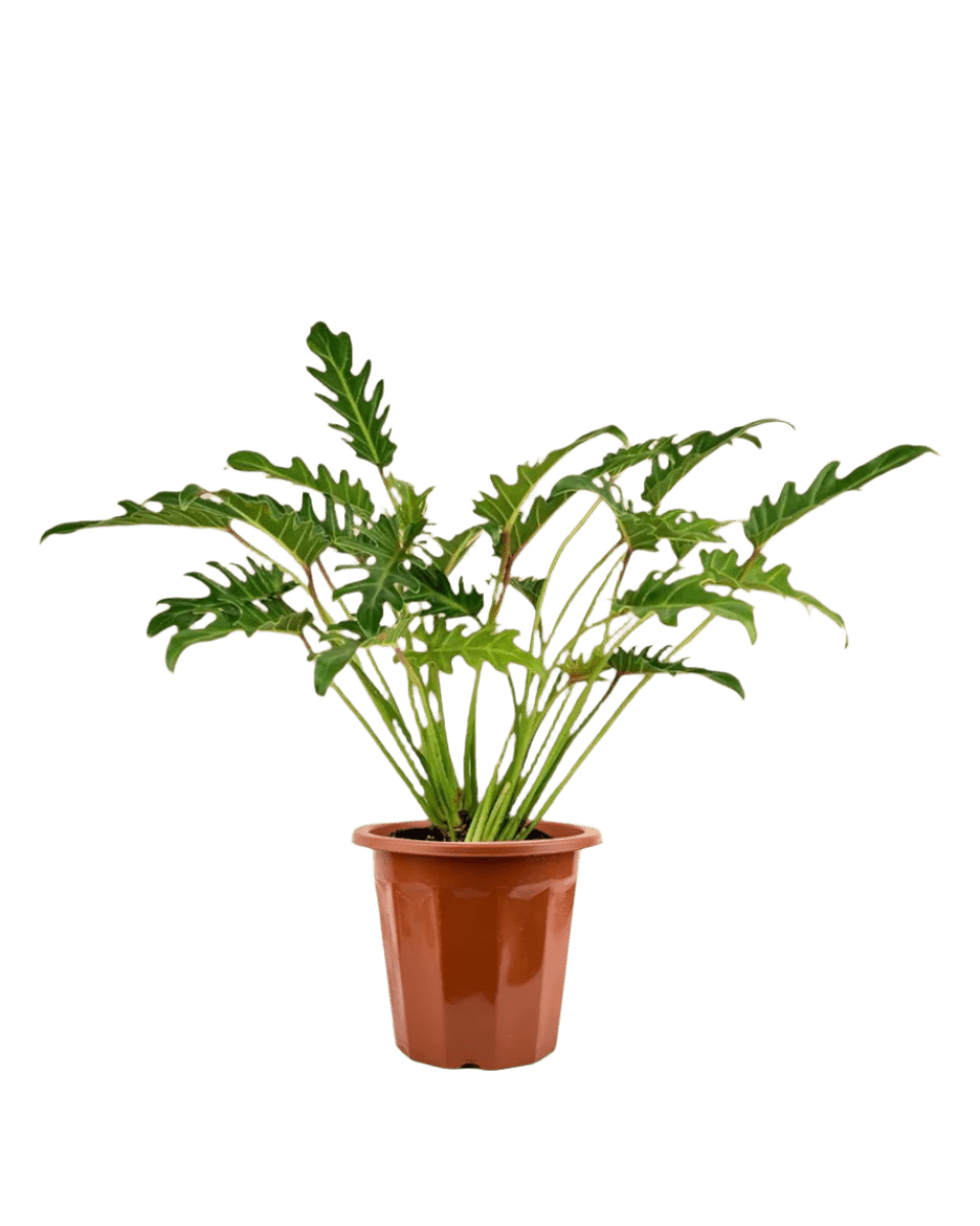 philodendron xanadu in pots Philodendron Xanadu