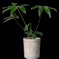 Philodendron Fun Bun