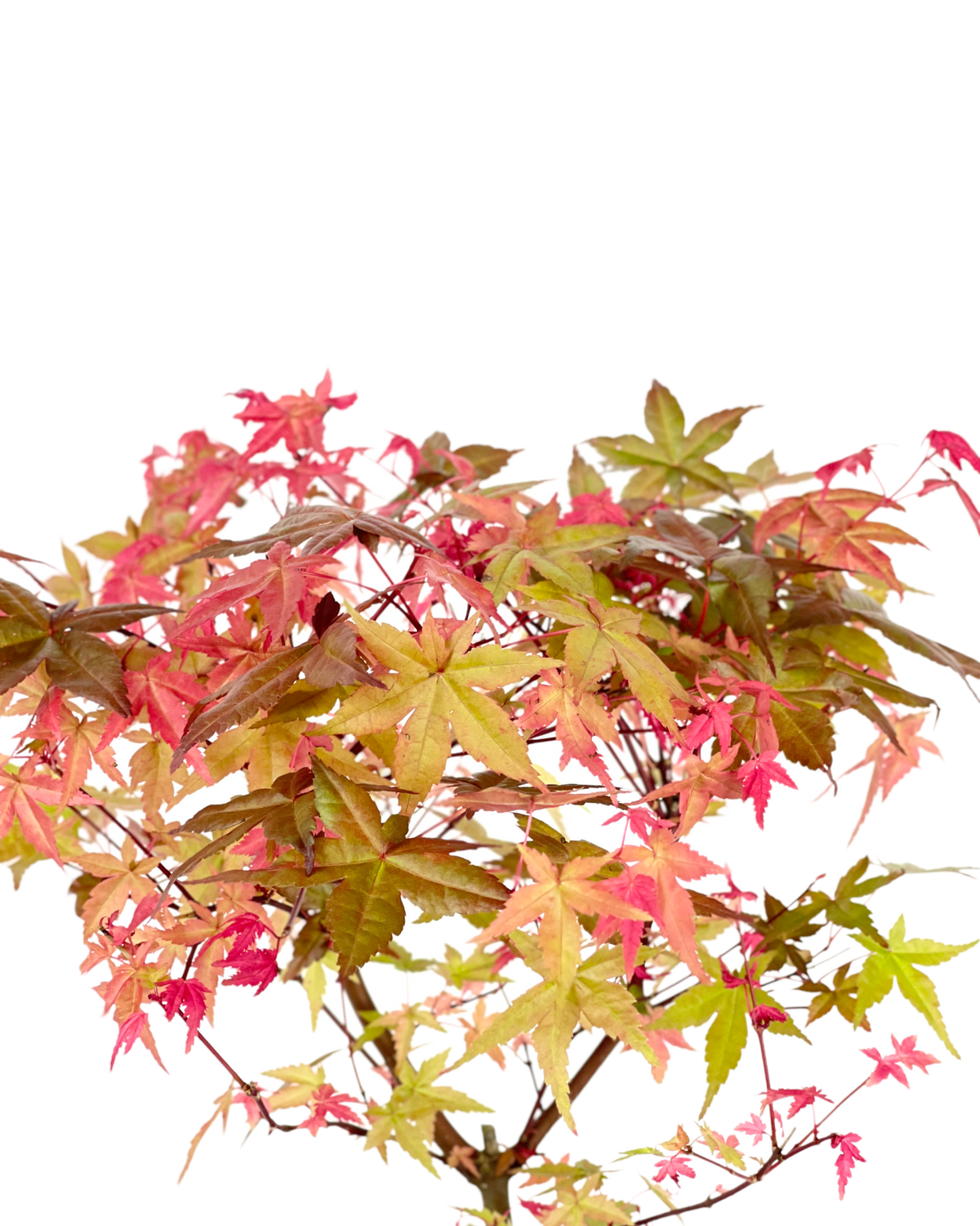 Acer Palmatum Maple Bonsai (Japan)