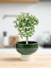 Pink Jade Bonsai Tree - Potted plant - POTT - PINK - GRW - 4855 - Tumbleweed Plants - Online Plant Delivery Singapore