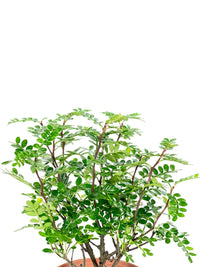 Pistacia Weinmannifolia - Potted plant - Tumbleweed Plants - Online Plant Delivery Singapore