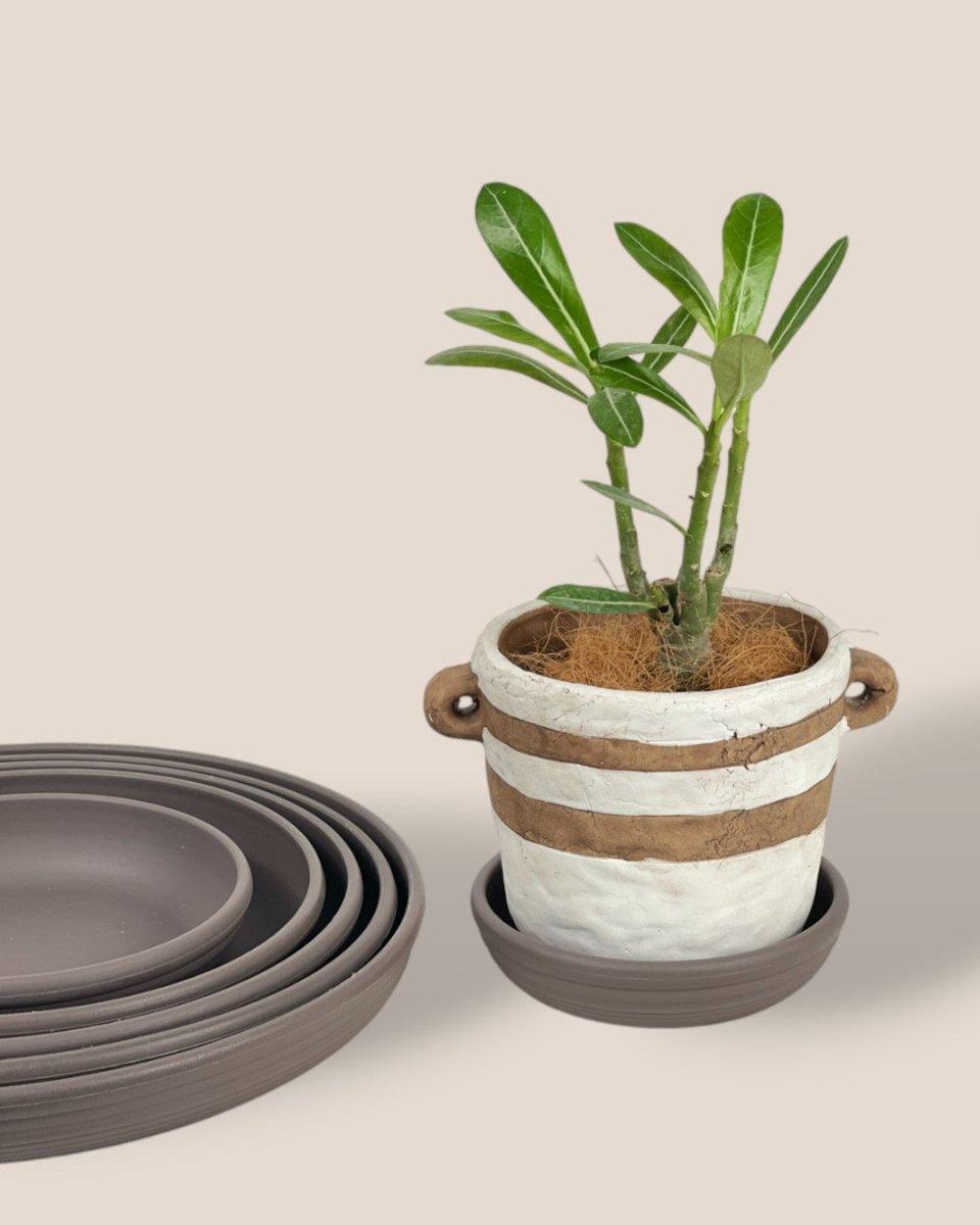 Plant Trays (Grey) - 15cm - Tray - Tumbleweed Plants - Online Plant Delivery Singapore