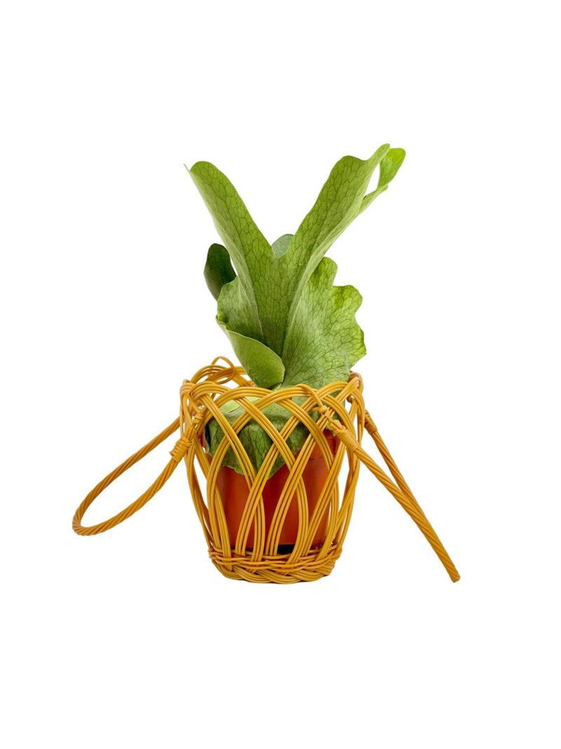 Platycerium Grande (Staghorn Fern) - grow pot - Potted plant - Tumbleweed Plants - Online Plant Delivery Singapore