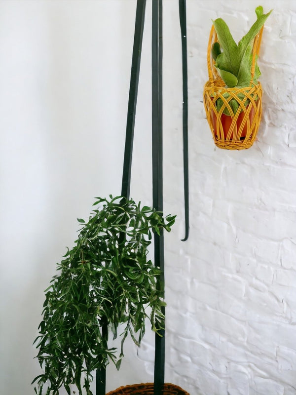 Platycerium Grande (Staghorn Fern) - grow pot - Potted plant - Tumbleweed Plants - Online Plant Delivery Singapore