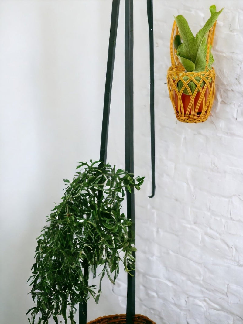 Platycerium Grande (Staghorn Fern) - grow pot - Potted plant - Tumbleweed Plants - Online Plant Delivery Singapore