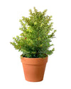 Pomegranate Plant (0.8m) - grow pot - Potted plant - Tumbleweed Plants - Online Plant Delivery Singapore