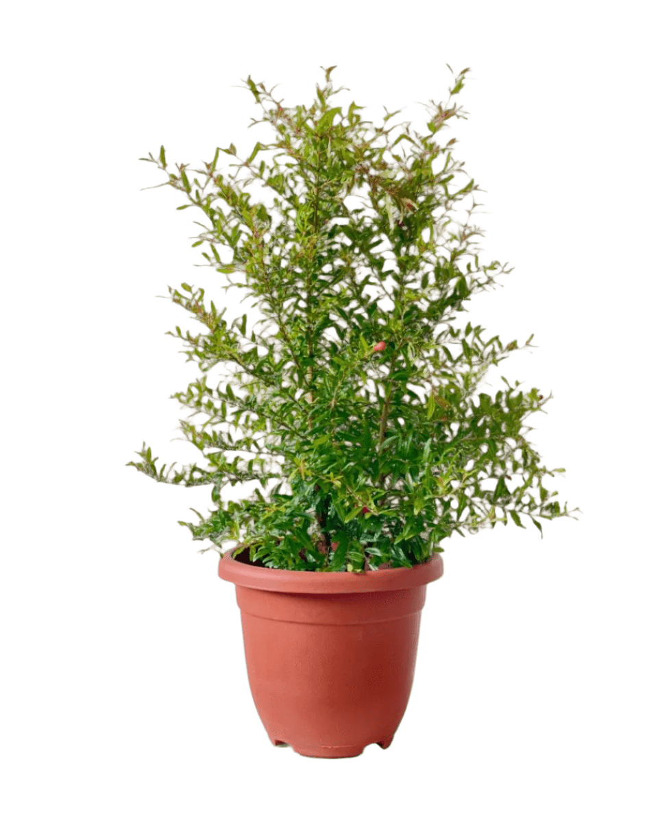 pomegranate plant in pot Pomegranate Standard: Sun-Loving Outdoor Plant