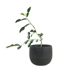 Pomelo Tree - Potted plant - POTT - POME - MDC - 3779 - Tumbleweed Plants - Online Plant Delivery Singapore