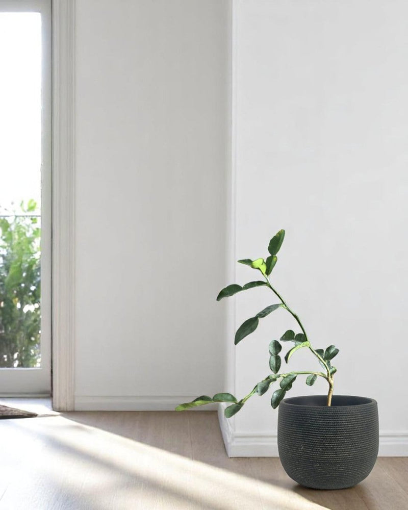 Pomelo Tree - Potted plant - POTT - POME - MDC - 3779 - Tumbleweed Plants - Online Plant Delivery Singapore
