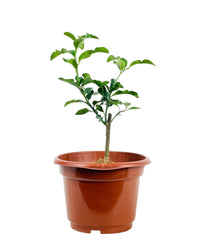 Pomelo Tree - Potted plant -  Tumbleweed Plants
