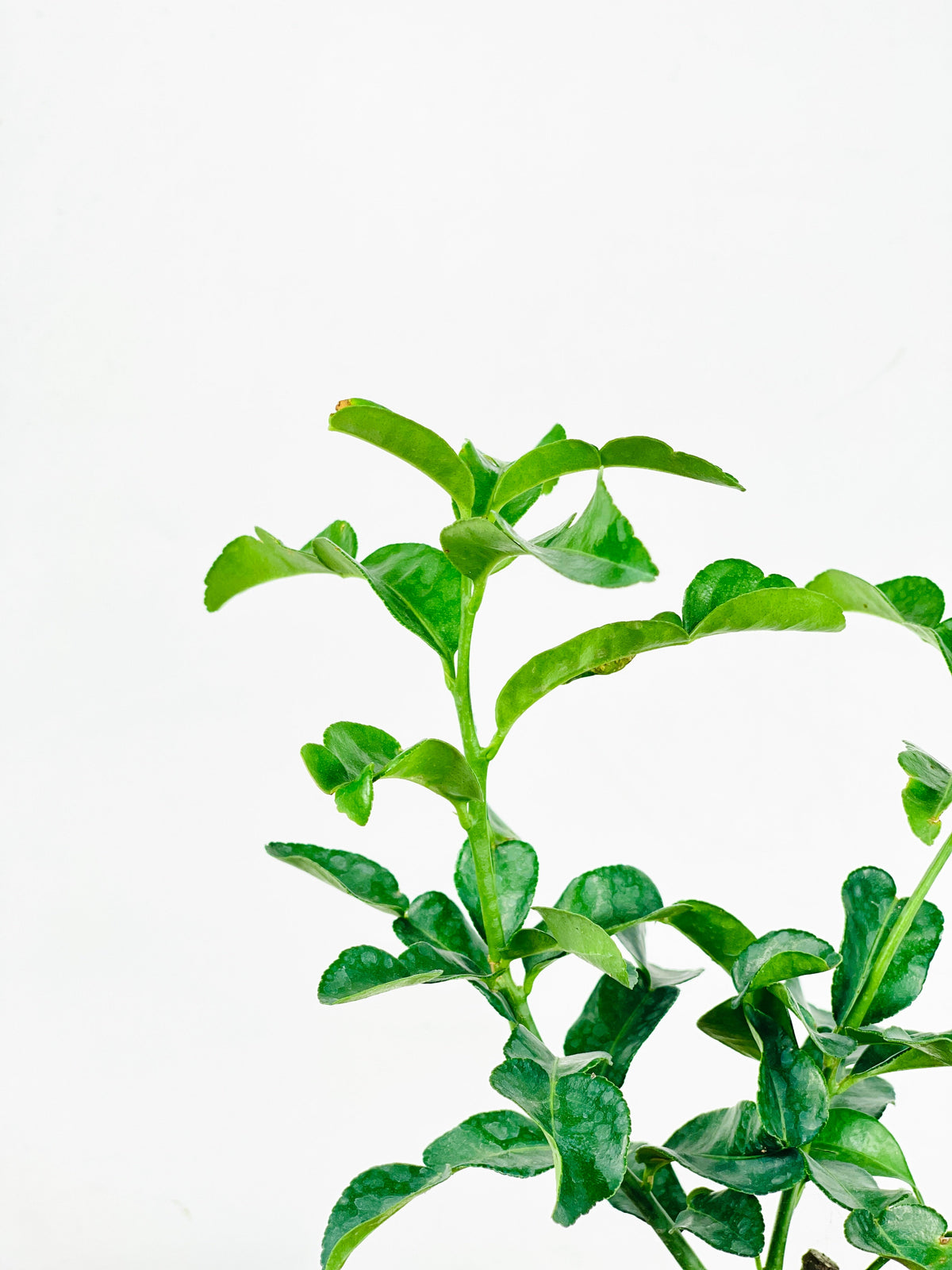 Pomelo Tree - Potted plant -  Tumbleweed Plants
