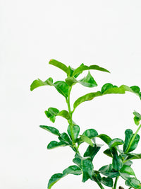 Pomelo Tree - Potted plant -  Tumbleweed Plants
