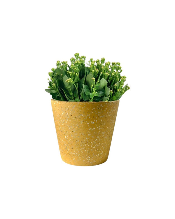 Poppy Kalanchoe - terrazzo pots - yellow - Potted plant - Tumbleweed Plants - Online Plant Delivery Singapore