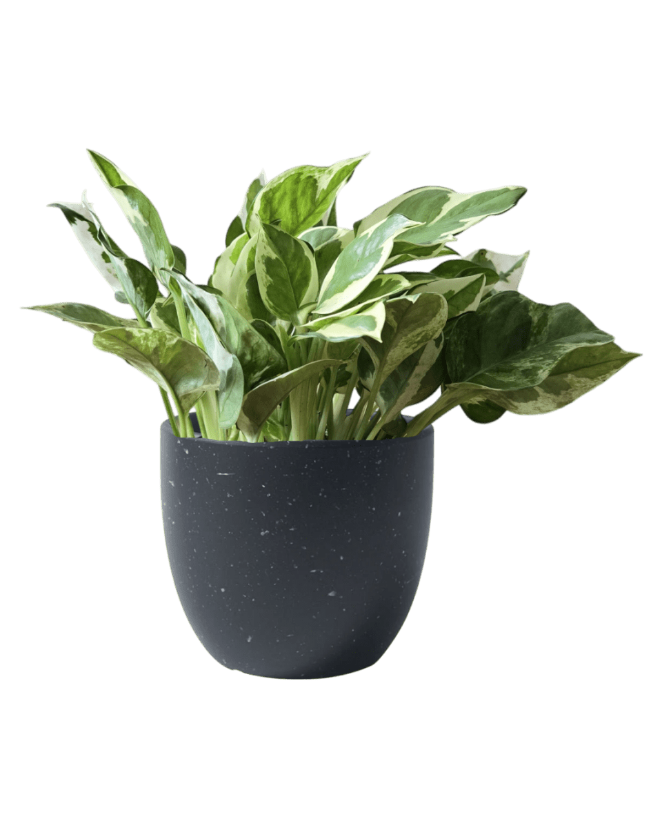 Pothos N'Joy - Potted plant - POTT - POTH - GRW - 1839 - Tumbleweed Plants - Online Plant Delivery Singapore
