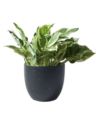 Pothos N'Joy - Potted plant - POTT - POTH - GRW - 1839 - Tumbleweed Plants - Online Plant Delivery Singapore