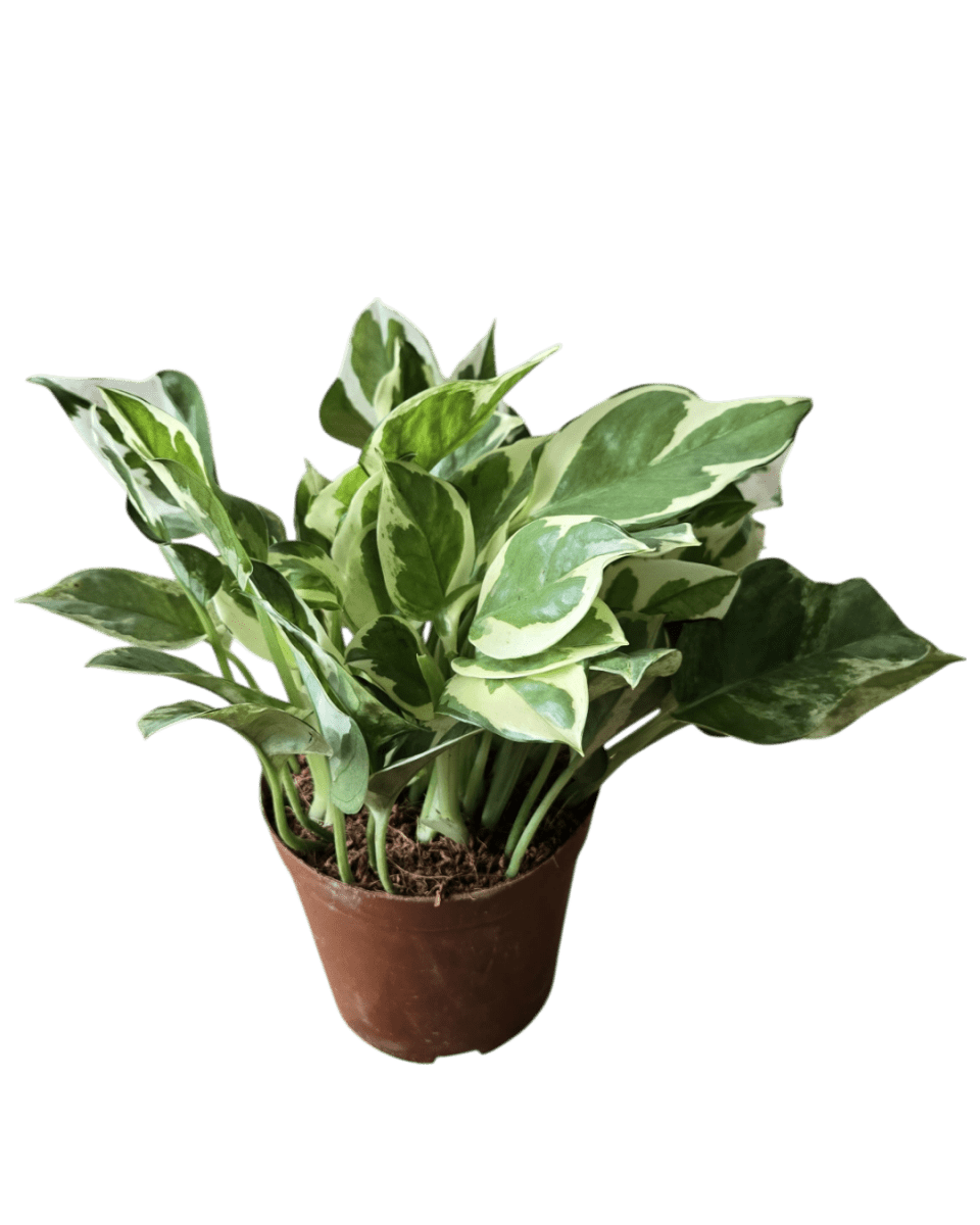 Pothos N'Joy - Potted plant - POTT - POTH - GRW - 1839 - Tumbleweed Plants - Online Plant Delivery Singapore