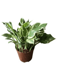 Pothos N'Joy - Potted plant - POTT - POTH - GRW - 1839 - Tumbleweed Plants - Online Plant Delivery Singapore