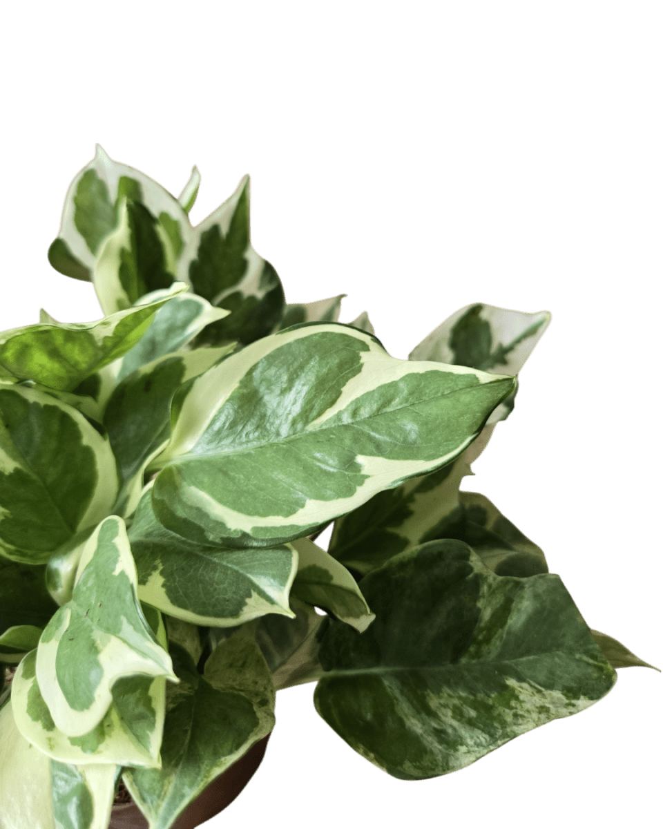 Pothos N'Joy - Potted plant - POTT - POTH - GRW - 1839 - Tumbleweed Plants - Online Plant Delivery Singapore