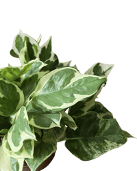 Pothos N'Joy - Potted plant - POTT - POTH - GRW - 1839 - Tumbleweed Plants - Online Plant Delivery Singapore