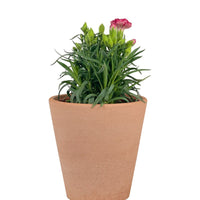 Potted Growing Carnation