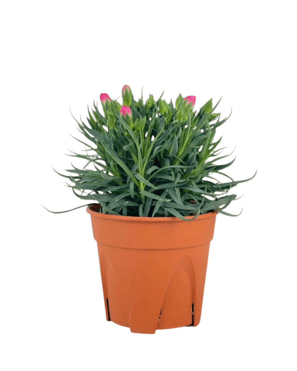 potted carnation plant Potted Growing Carnation