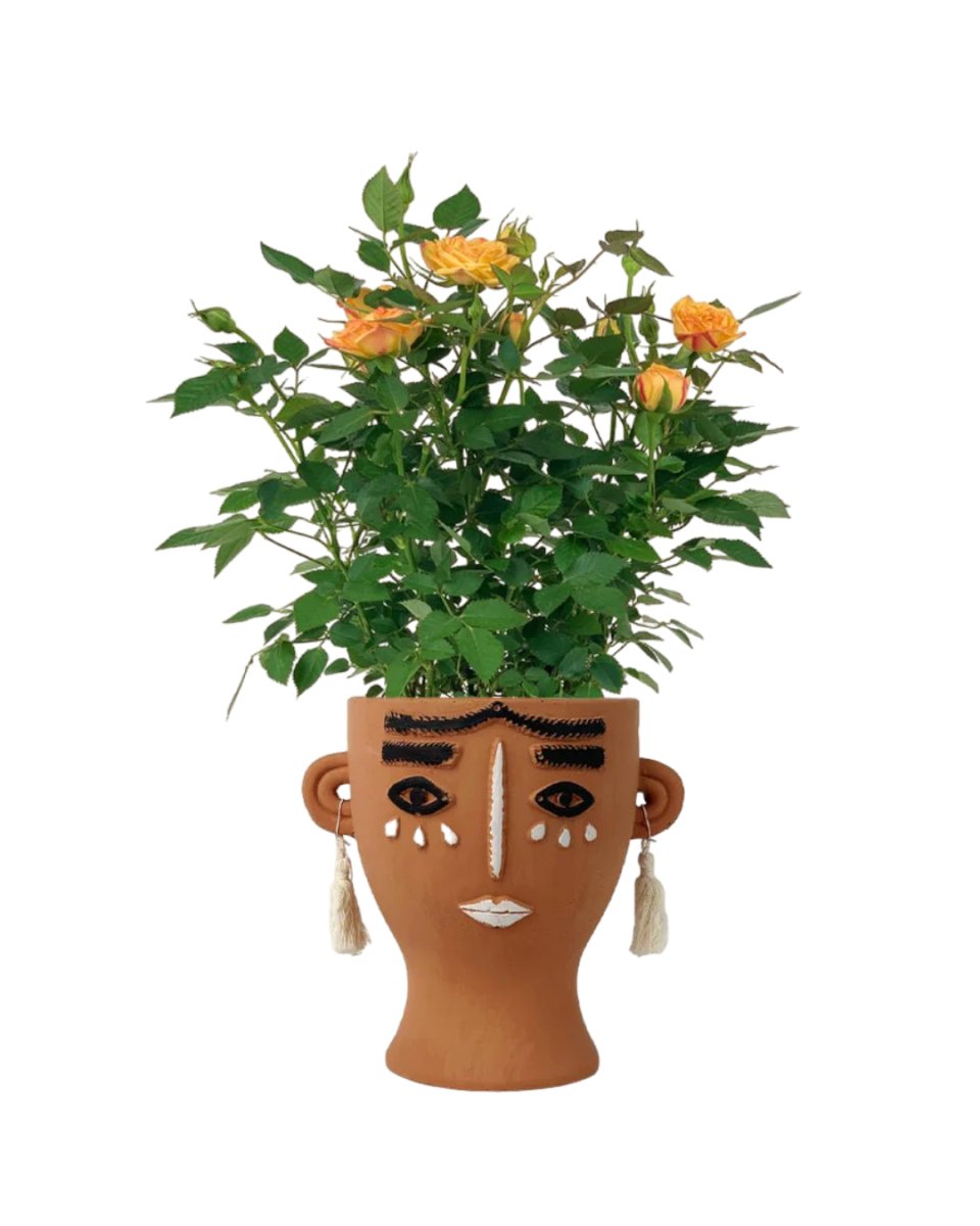 Potted Mini Rose - brown tall polly - Potted plant - Tumbleweed Plants - Online Plant Delivery Singapore