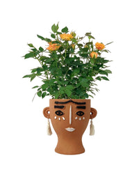 Potted Mini Rose - brown tall polly - Potted plant - Tumbleweed Plants - Online Plant Delivery Singapore