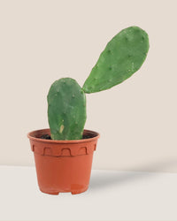 Prickly Pear Cactus (0.4) - grow pot - Potted plant - Tumbleweed Plants - Online Plant Delivery Singapore