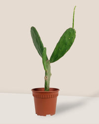 Prickly Pear Cactus (0.4) - grow pot - Potted plant - Tumbleweed Plants - Online Plant Delivery Singapore