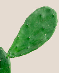 Prickly Pear Cactus (0.4) - grow pot - Potted plant - Tumbleweed Plants - Online Plant Delivery Singapore