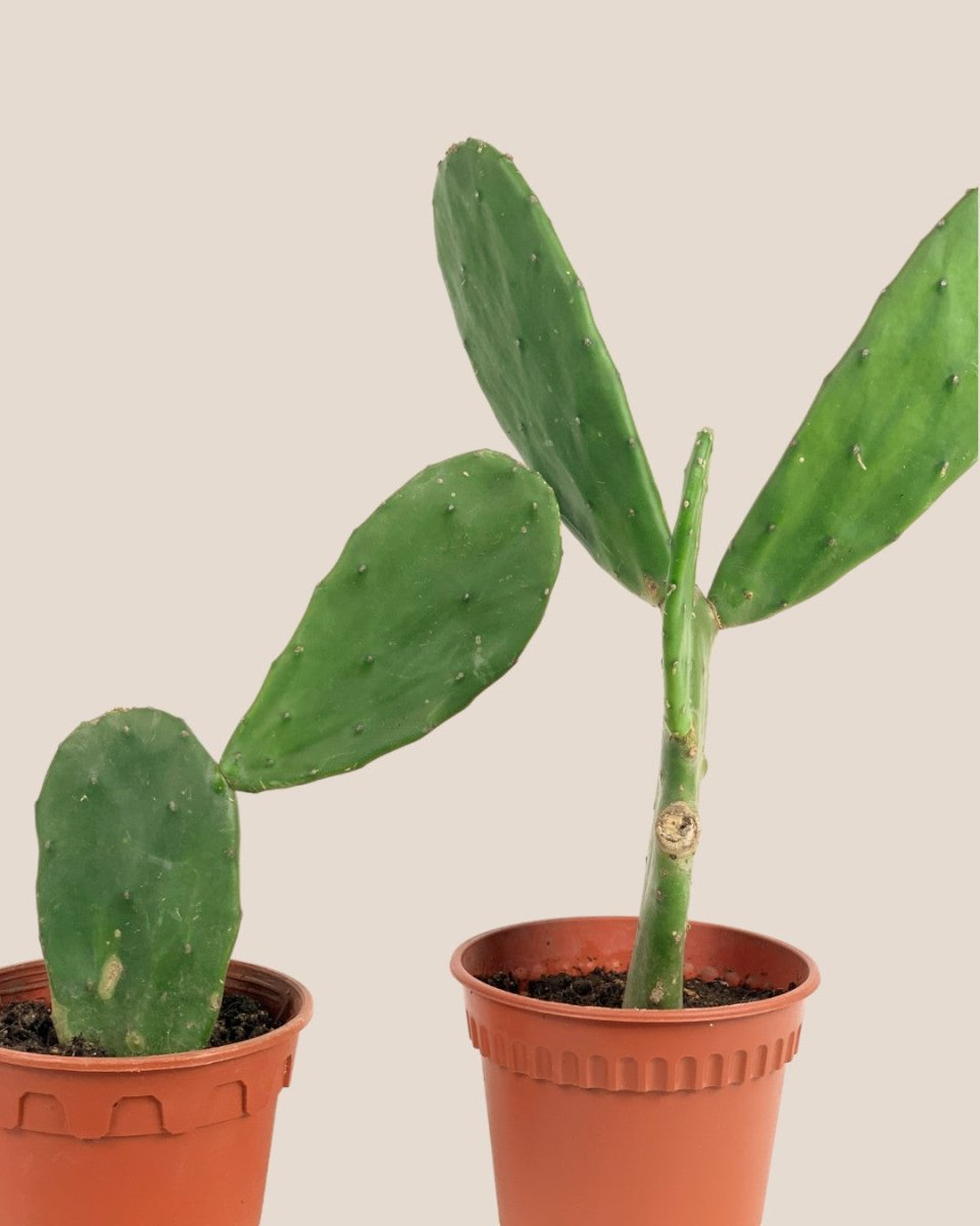 Prickly Pear Cactus (0.4) - grow pot - Potted plant - Tumbleweed Plants - Online Plant Delivery Singapore