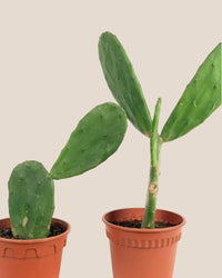 Prickly Pear Cactus (0.4) - grow pot - Potted plant - Tumbleweed Plants - Online Plant Delivery Singapore