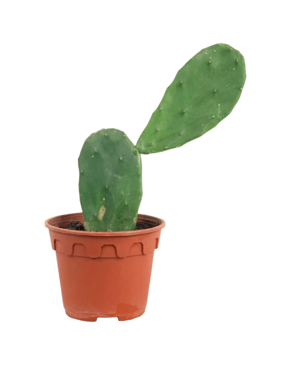 prickly pear cactus 中文 Prickly Pear Cactus (0.3)
