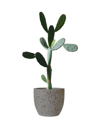 Prickly Pear Cactus (0.6-0.9m)
