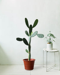 Prickly Pear Cactus (1.2) - grow pot - Potted plant - Tumbleweed Plants - Online Plant Delivery Singapore